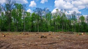 Land Clearing Services in Eau Claire WI